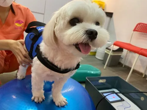 A vet assessing a pet's gait and posture during rehabilitation