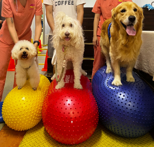 Boss and Olly and Brownie showing off their core strength