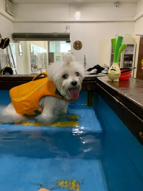 A dog taking a break during hydrotherapy in a pool of water.