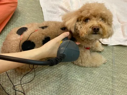 Image of a veterinarian treating a dog with physiotherapy equipment. Alt text: "Veterinarian treating a dog with physiotherapy equipment to help with common conditions."