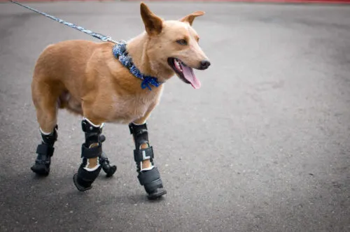 Customised-Pet-Orthotics-and-Prosthetics-in-Rehabilitation-e1683981189127