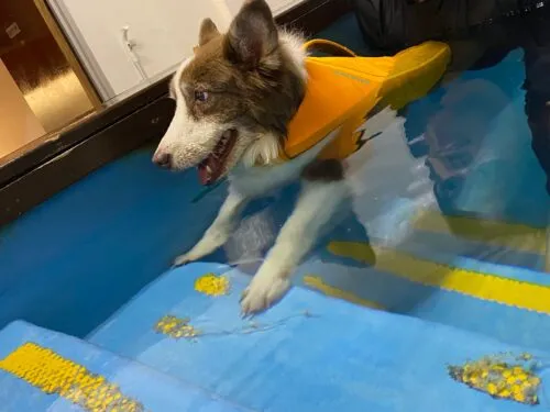 Dog with arthritis during hydrotherapy