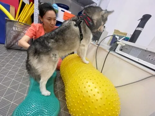 Dog exercising front and hind legs on balancing ball