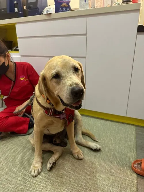 Dog getting ready for tui-na treatment