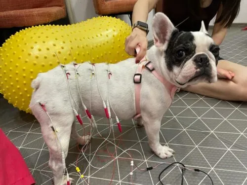 Dog getting electro acupuncture at RehabVet