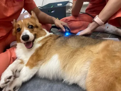 dog getting animal rehabilitation from therapist