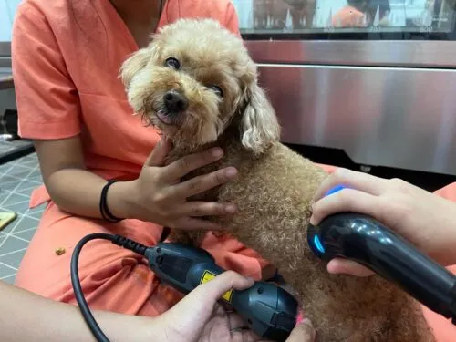 Image of a pet owner and their dog discussing a rehabilitation plan with a vet using ultrasound therapy and class 4 laser