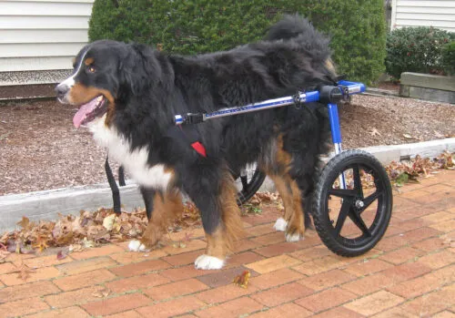 A veterinarian helping a pet recover from a stroke with animal rehabilitation techniques.