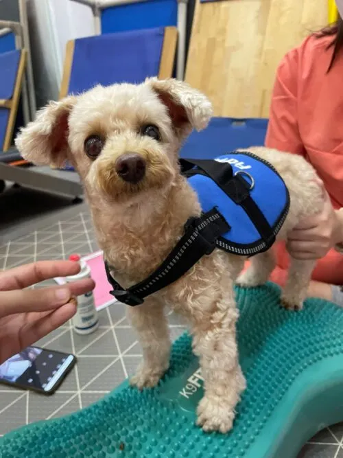 A dog walking with difficulty, with the caption "Identifying the Early Signs of Pet Mobility Issues"
