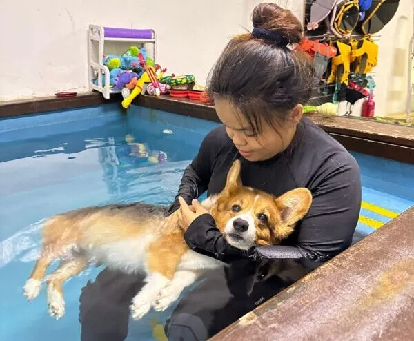 Dog getting hydrotherapy at Rehabvet