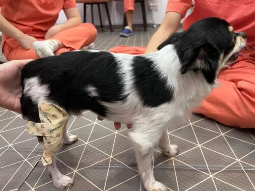 A pet receiving a massage to aid in their rehabilitation.