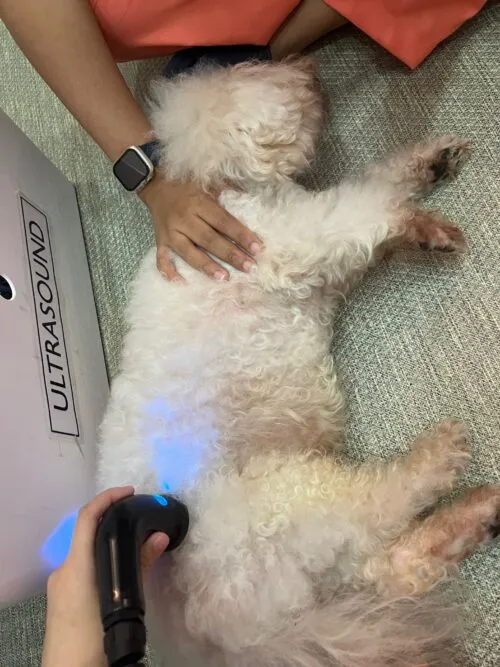 A senior pet receiving rehabilitation to improve their quality of life.