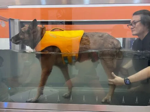 A photo of a dog in a pool with a life jacket on, enjoying aquatic therapy to help with weight loss. Alt Text: A happy overweight pet dog enjoying the benefits of aquatic therapy.