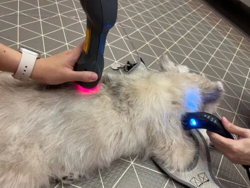 A dog receiving laser therapy to aid in its rehabilitation, showing the benefits of this treatment.