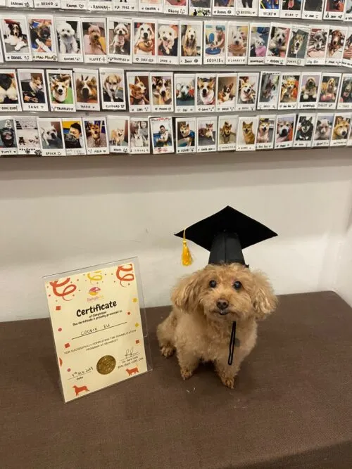 A picture of a pet owner and their dog learning together
