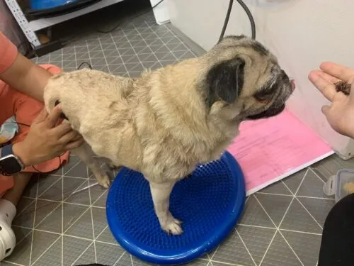 A physiotherapist treating a pet with arthritis, demonstrating the importance of physiotherapy in managing the condition.