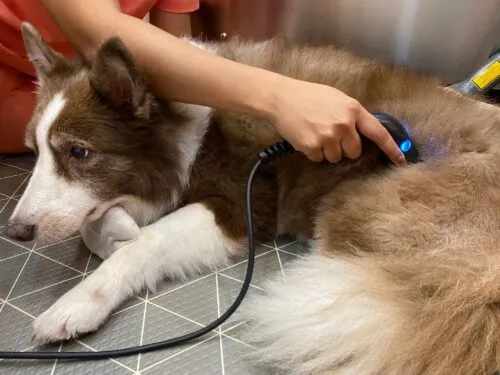 Dog receiving ultrasound therapy as part of rehabilitation