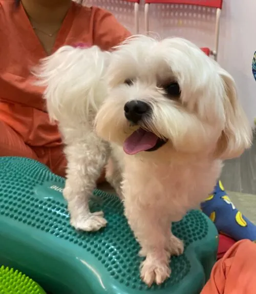 A photo of a dog in a pool with a life jacket on, enjoying aquatic therapy to help with weight loss. Alt Text: A happy overweight pet dog enjoying the benefits of aquatic therapy.