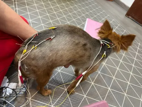 A picture of a pet being treated with Traditional Chinese Veterinary Medicine with the alt text "The positive effects of TCVM on pet health".