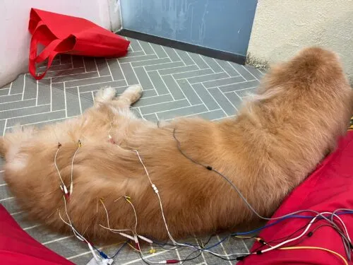 A picture of a pet receiving Traditional Chinese Veterinary Medicine to improve its immune system