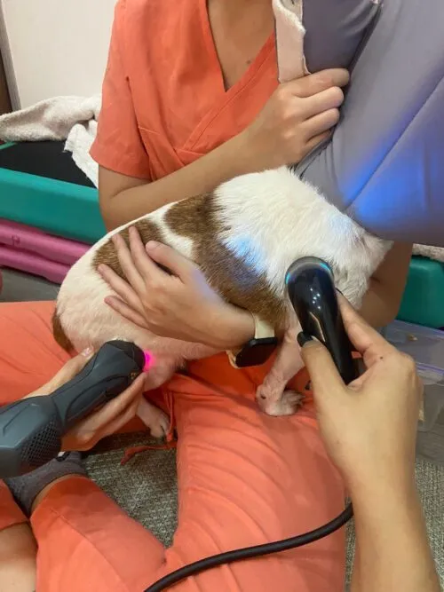 A veterinarian using therapeutic ultrasound to aid in pet rehabilitation.