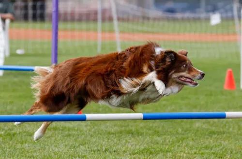 A vet treating a working or athletic dog for a sports injury