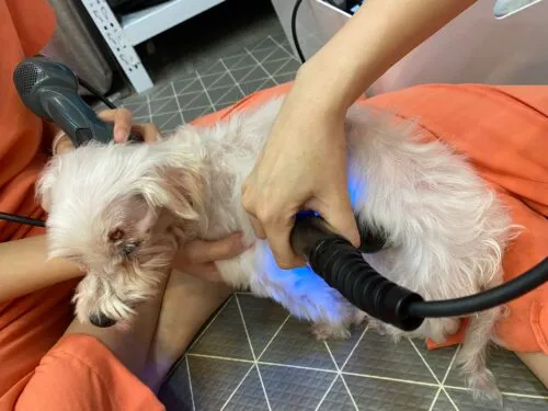 Image of a dog animals receiving geriatric pet rehabilitation treatments using class 4 laser