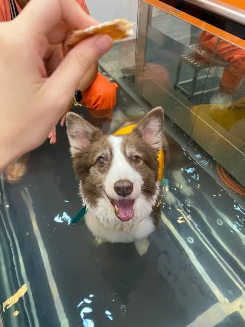 A dog in a pool with a life jacket on, receiving hydrotherapy for weight management.