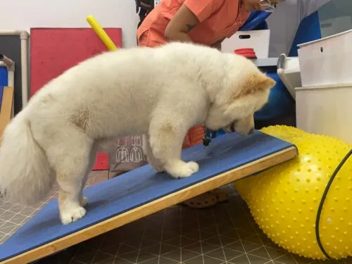 Dog getting physiotherapy treatment on balancing plank