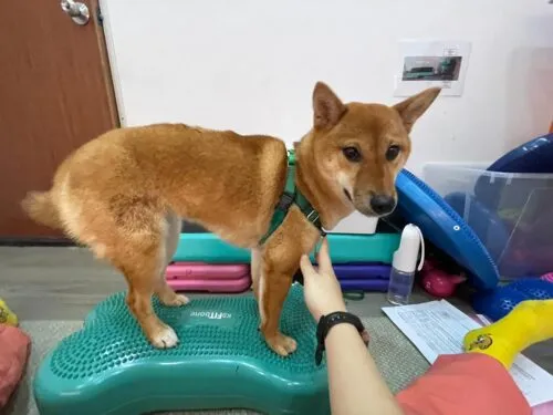 Dog being assessed by animal chiropractor