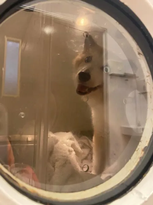 Image of a dog receiving hyperbaric oxygen treatment in a chamber