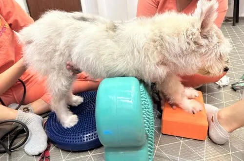 A dog getting treated for luxating patella by animal therapist