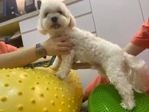 Dog standing and getting chiropractic treatment