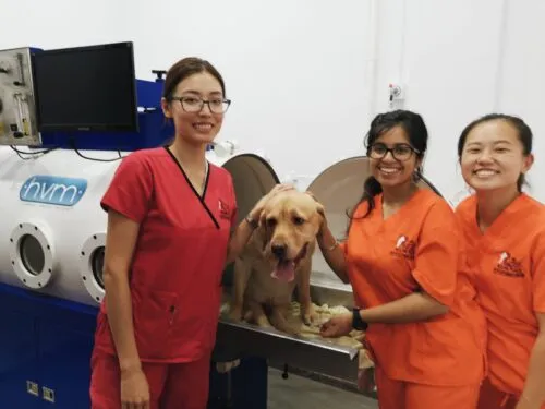 Image of a dog receiving Hyperbaric Oxygen Treatment - "A dog receiving Hyperbaric Oxygen Treatment, a medical procedure used to treat a variety of conditions in animals."