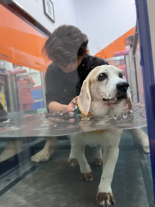 Dog getting physiotherapy treatment with underwater treadmill at RehabVet