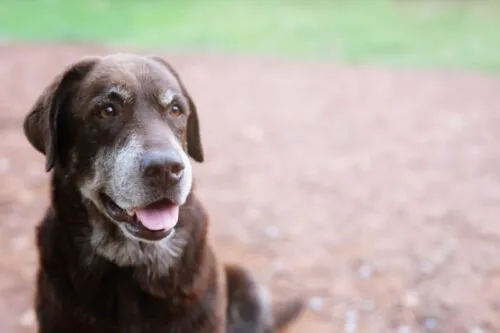dog showing signs of dimentia