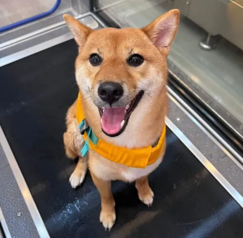 dog smiling in under water treadmill at rehabvet