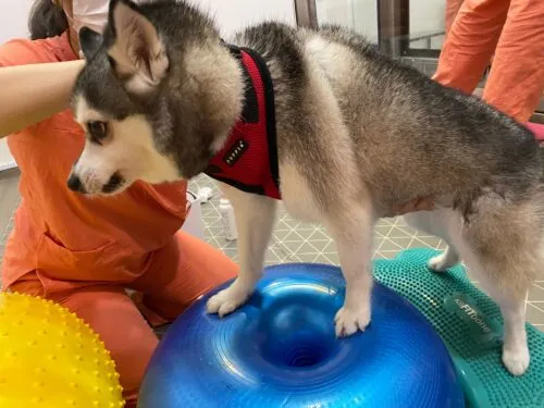 dog balancing and exercising on ball with therapists