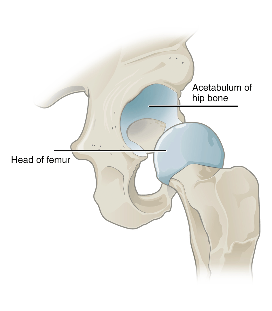 HIP DYSPLASIA dogs hydrotherapy singapore vet veterinarians Signs Symptoms golden Retriever surgery rehab rehabilitation x-ray orthepedic conditions