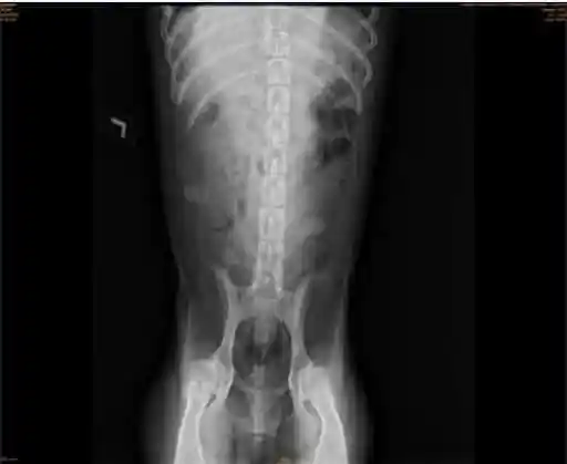 HIP DYSPLASIA dogs hydrotherapy singapore vet veterinarians Signs Symptoms golden Retriever surgery rehab rehabilitation x-ray orthepedic conditions