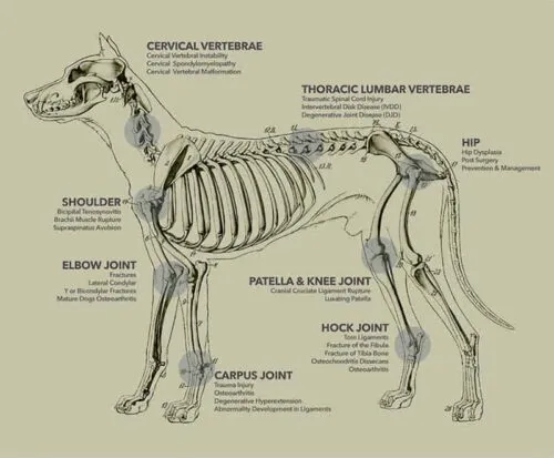 rehab chart of dog skeleton image